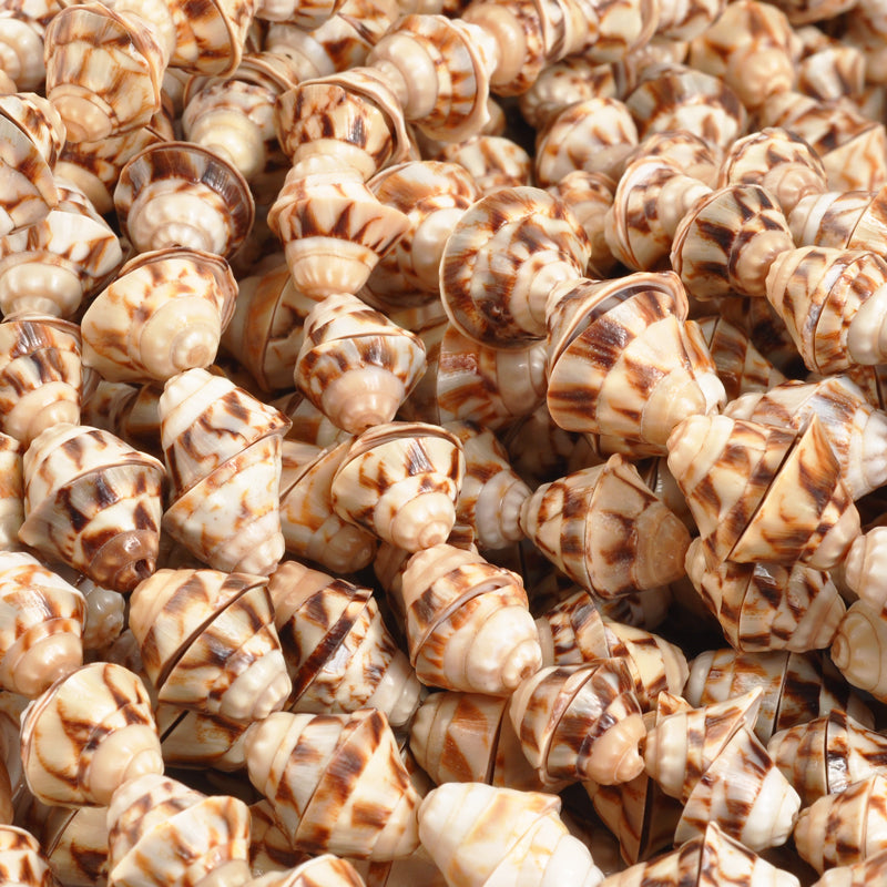 Shell-11x7mm Voluta Bead-Natural-16 Inch Strand